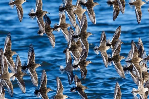 purple sandpiper barnegat lighthouse sp 2.18.23 DSC_4020-topaz-denoiseraw-sharpen by lwolfartist is licensed under CC BY 2.0.